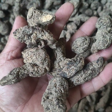 生地黄大量有货，各种规格，特级，一级，二级三4级5级，毛须