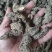 生地黄大量有货，各种规格，特级，一级，二级三4级5级，毛须