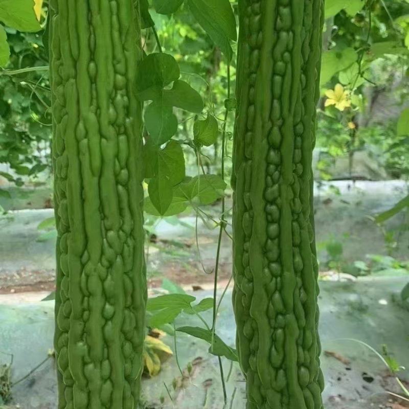 蔬菜精品苦瓜