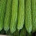蔬菜精品苦瓜