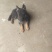德牧品种优良小狗精品