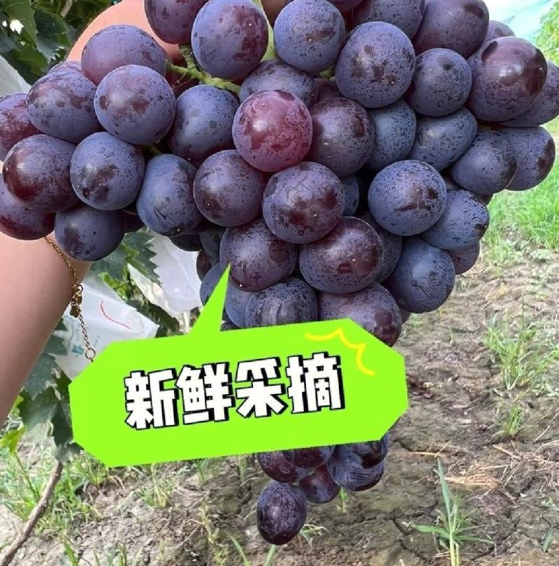 【量大优惠】天津茶淀玫瑰香葡萄品质保障对接全国批发