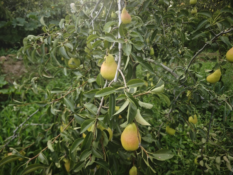 自己家种的太婆梨，一共几千斤，快成熟了，有要的老板联系