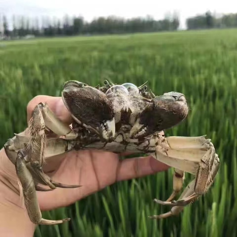 盘锦河蟹批发零售100斤起批，口感好，自家养殖