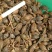 气蒸连翘