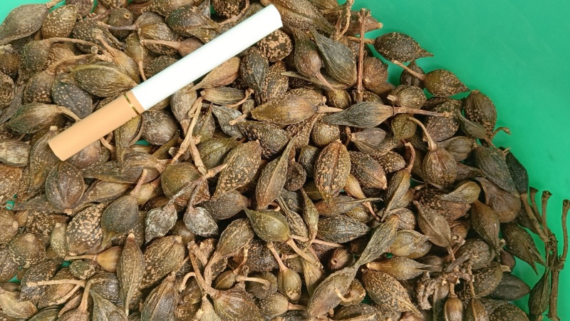 气蒸连翘