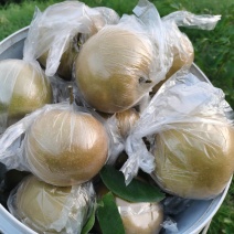 黄花梨大量上市，味道果型好，皮薄肉厚，核小，细纱，脆甜