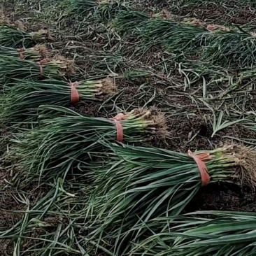 蒜苗红根蒜苗基地直拔货优量大可现场看货