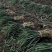蒜苗红根蒜苗基地直拔货优量大可现场看货