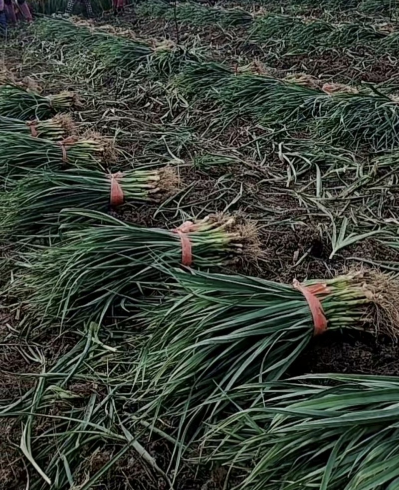 蒜苗红根蒜苗基地直拔货优量大可现场看货