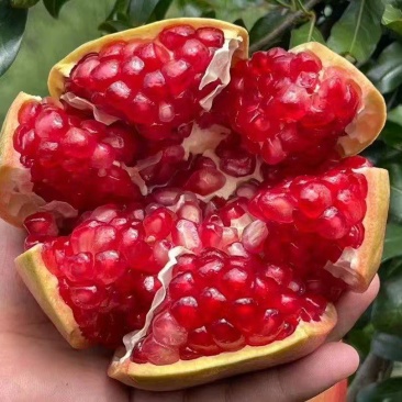 【推荐】精品石榴/突尼斯软籽石榴/视频看货/对接商超市场