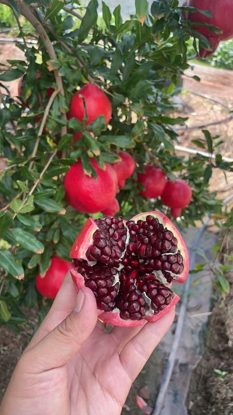 【推荐】精品石榴/突尼斯软籽石榴/视频看货/对接商超市场