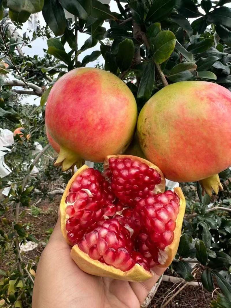 【推荐】精品石榴/突尼斯软籽石榴/视频看货/对接商超市场