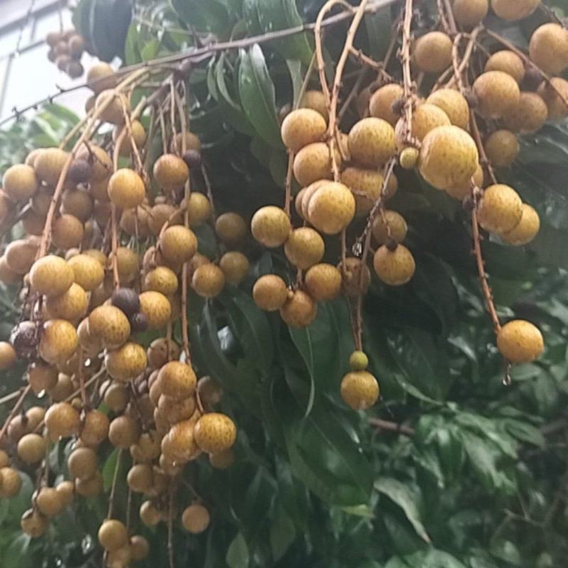 广西龙眼