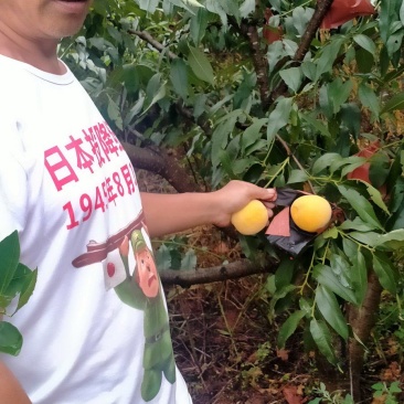 黄桃