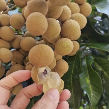 广东石硖龙眼储良龙眼果园直供代办