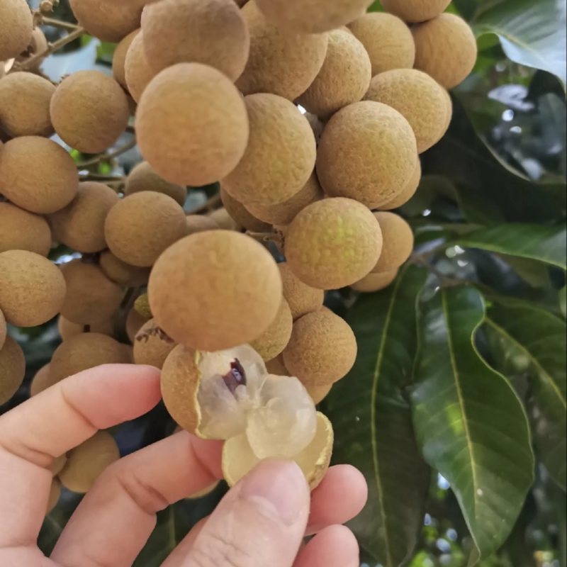 广东石硖龙眼储良龙眼果园直供代办