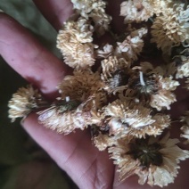 怀菊花药食同源