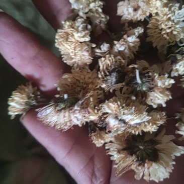 怀菊花药食同源