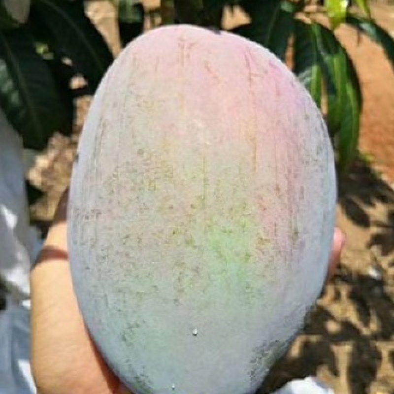 四川攀枝花凯特芒果新鲜当季孕妇水果
