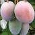 四川攀枝花凯特芒果新鲜当季孕妇水果