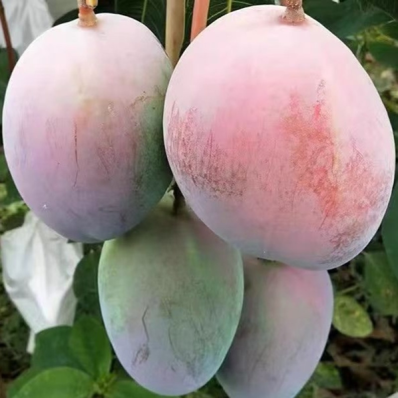 四川攀枝花凯特芒果新鲜当季孕妇水果