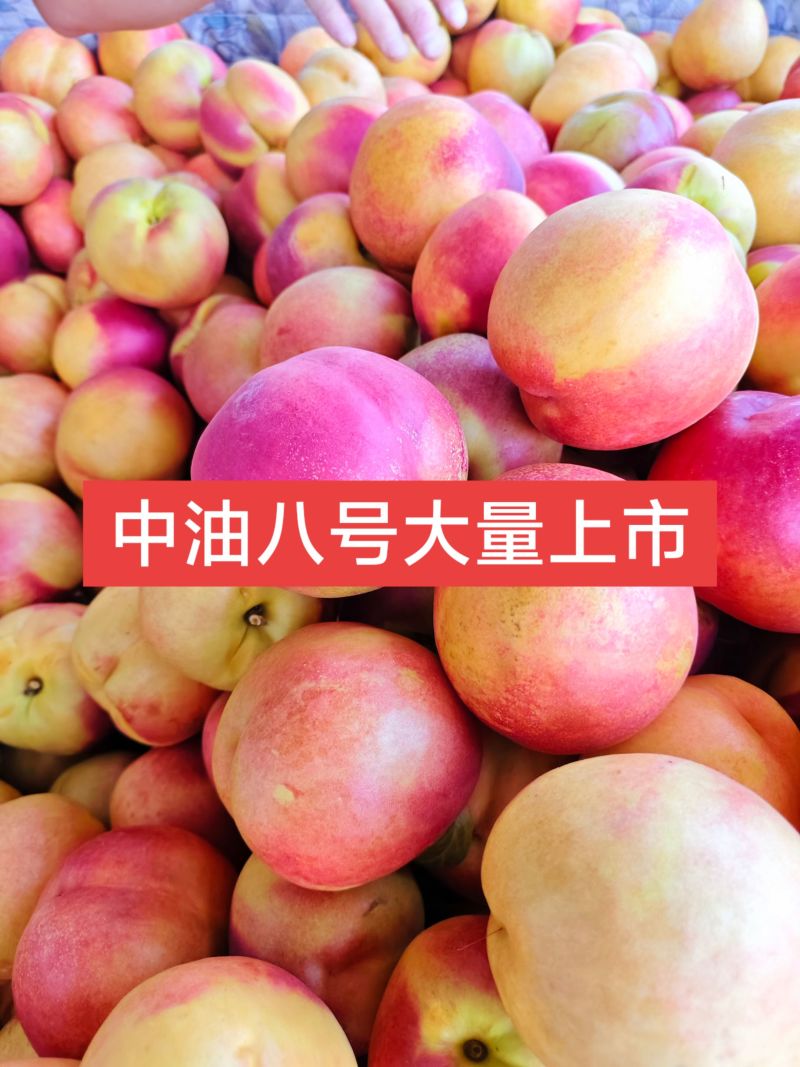 中油八号油桃大量上市