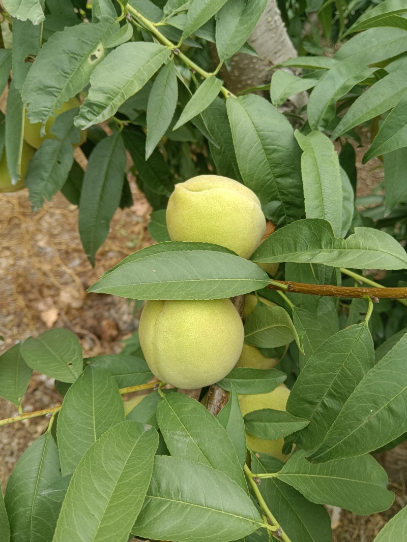 大青桃