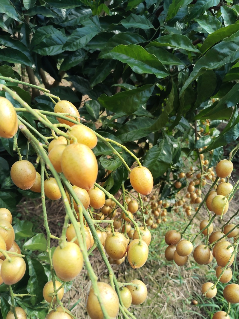 鸡心黄皮果，无籽黄皮，土黄皮，大鸡心小鸡心黑金刚贵妃