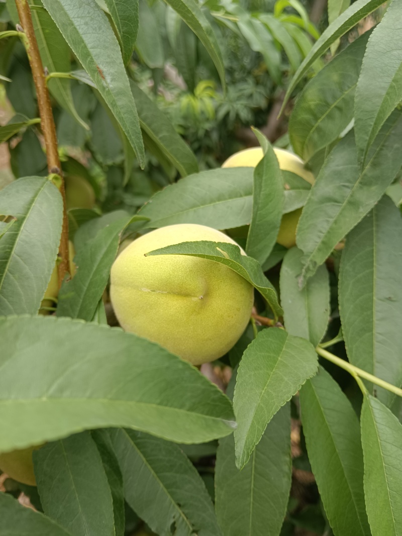 大青桃