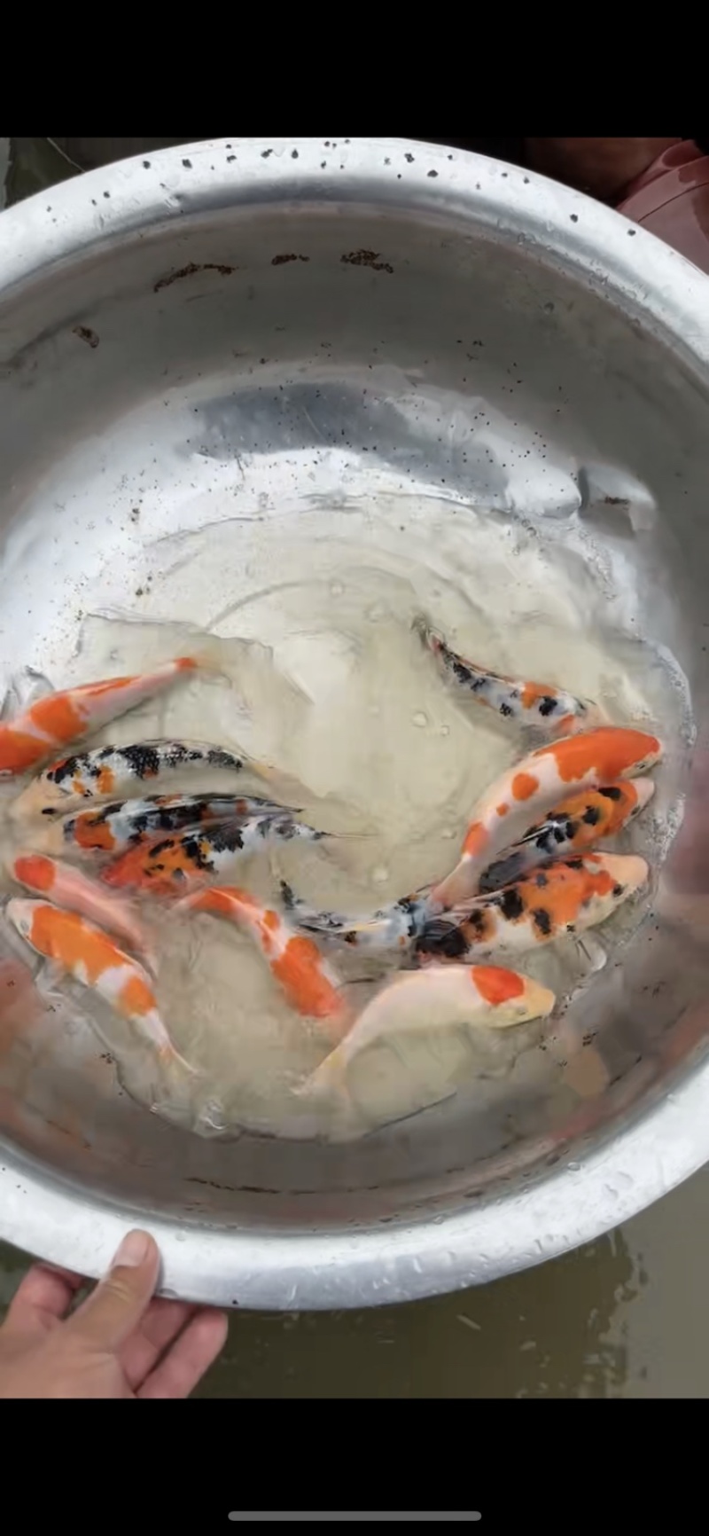 精品锦鲤