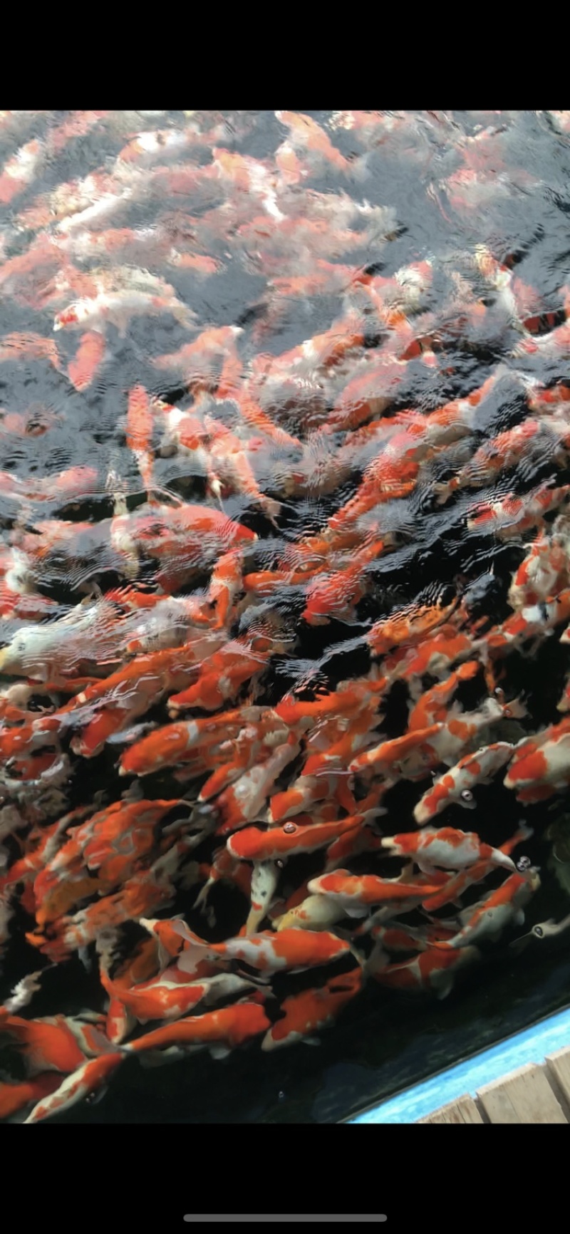 精品锦鲤
