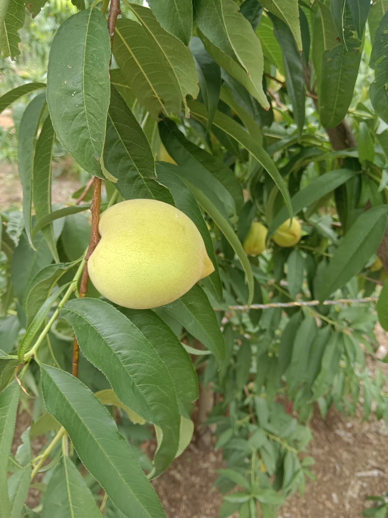 大青桃