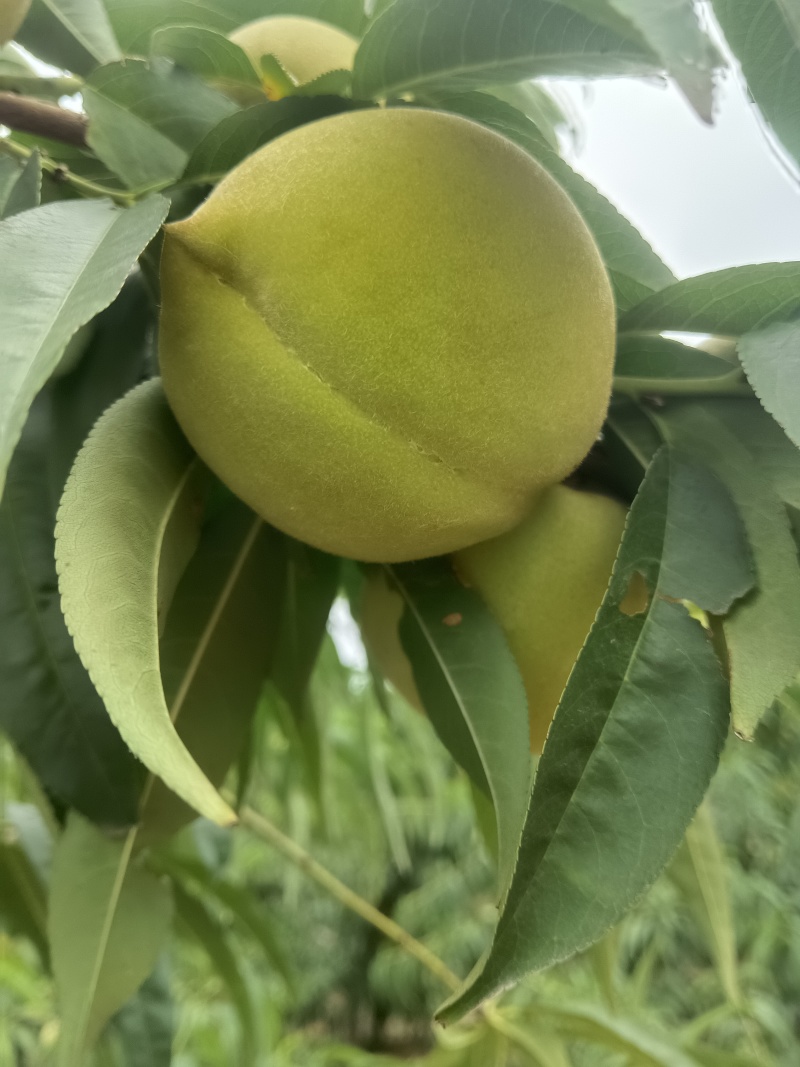 大青桃