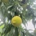 大青桃