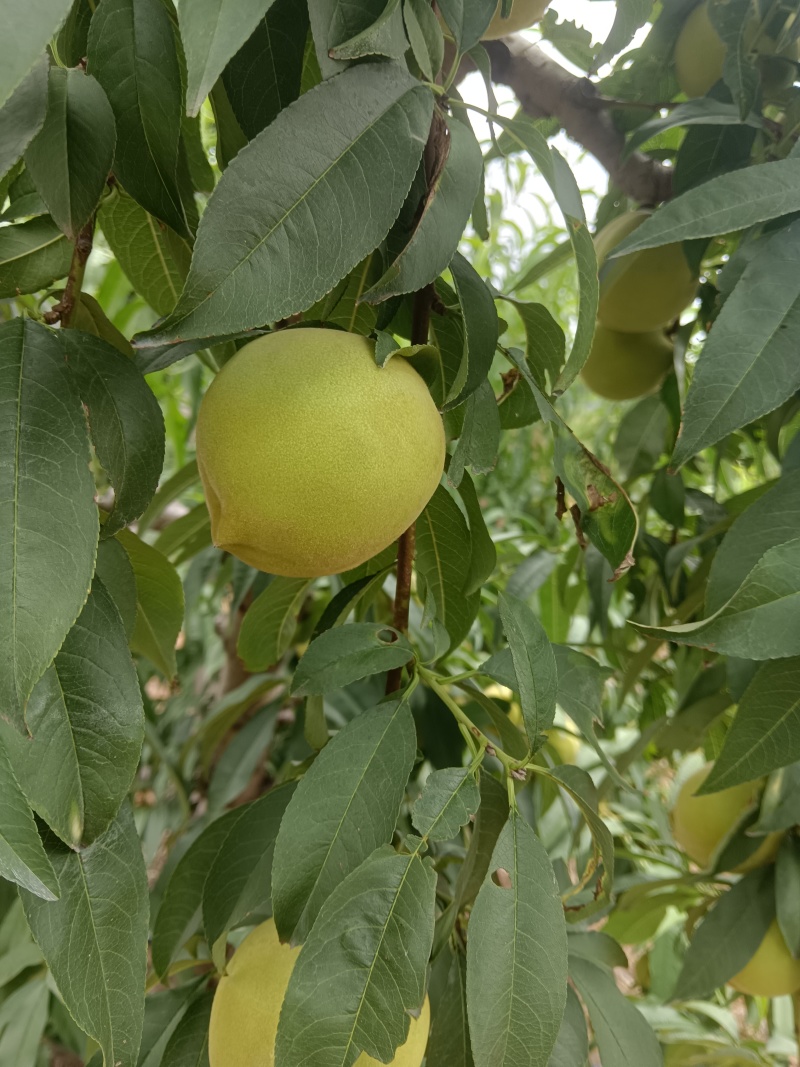 大青桃