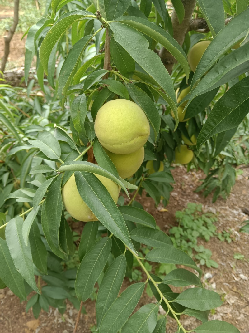 大青桃