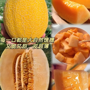 精品哈密瓜金色年华大量有货有需要的老板抓紧时间联系我
