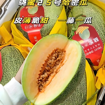 精品哈密瓜晓蜜25号西州蜜大量有货价格合理