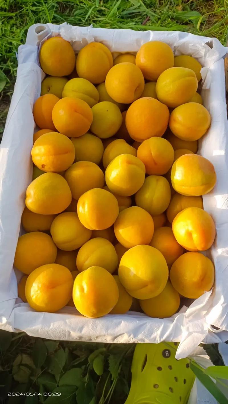 金太阳杏，苗圃现挖现发，当年嫁接成品杏树苗。成活率高。