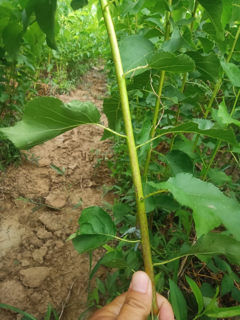 金太阳杏，苗圃现挖现发，当年嫁接成品杏树苗。成活率高。