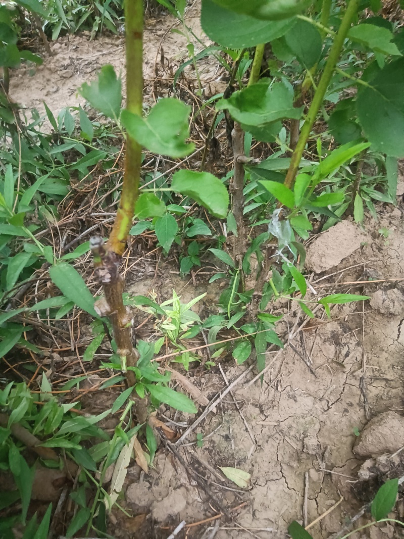 金太阳杏，苗圃现挖现发，当年嫁接成品杏树苗。成活率高。