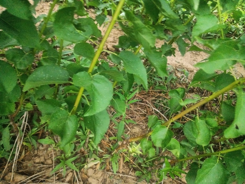 金太阳杏，苗圃现挖现发，当年嫁接成品杏树苗。成活率高。
