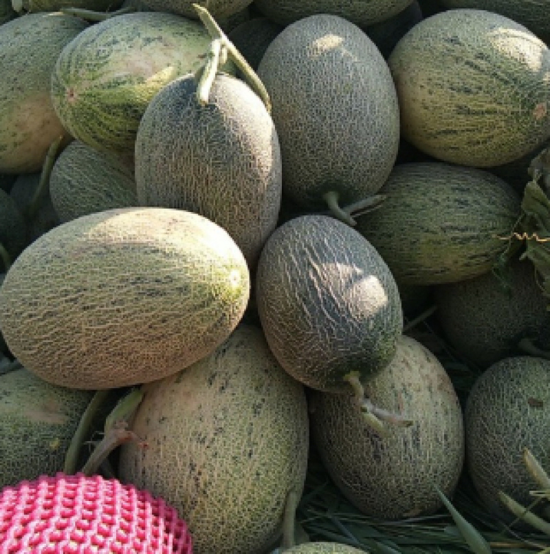 精品哈密瓜西州蜜17号大量有货口感脆甜多汁货源充足