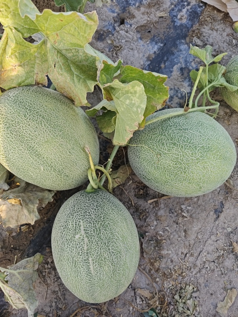 精品哈密瓜西州蜜17号大量有货口感脆甜多汁货源充足
