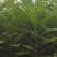 三公分椿树