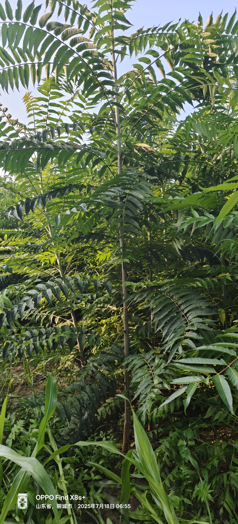 三公分椿树