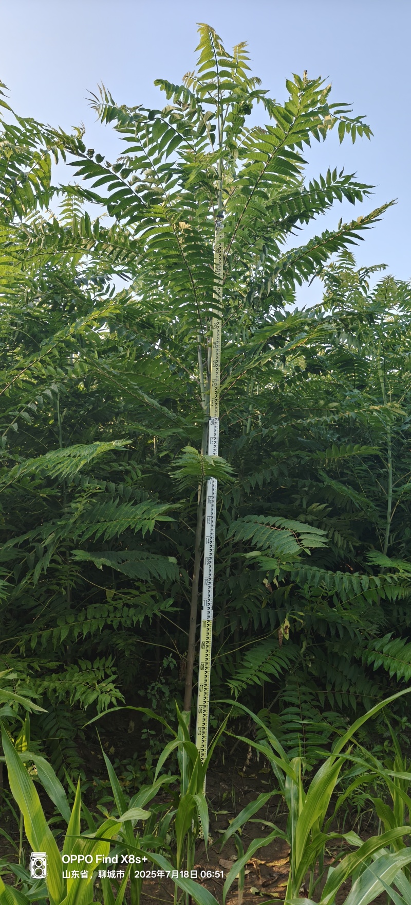 三公分椿树