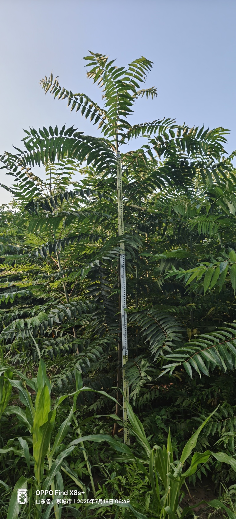 三公分椿树