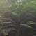 三公分椿树